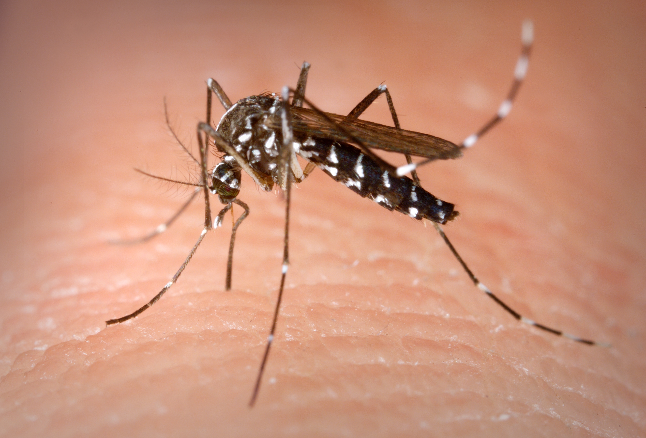 Aedes Albopictus